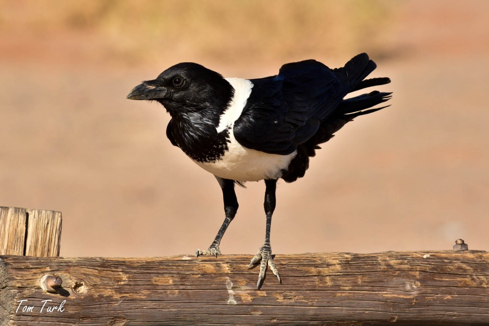 ptiči/birds