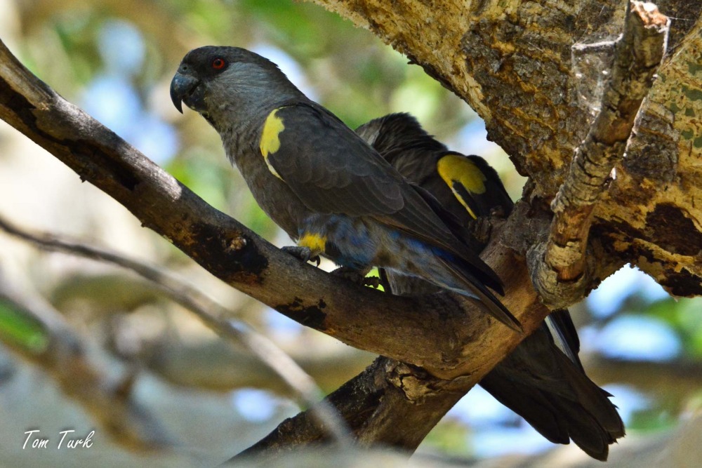 ptiči/birds