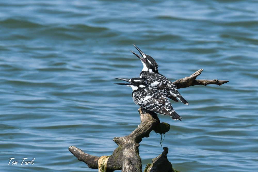 ptiči/birds
