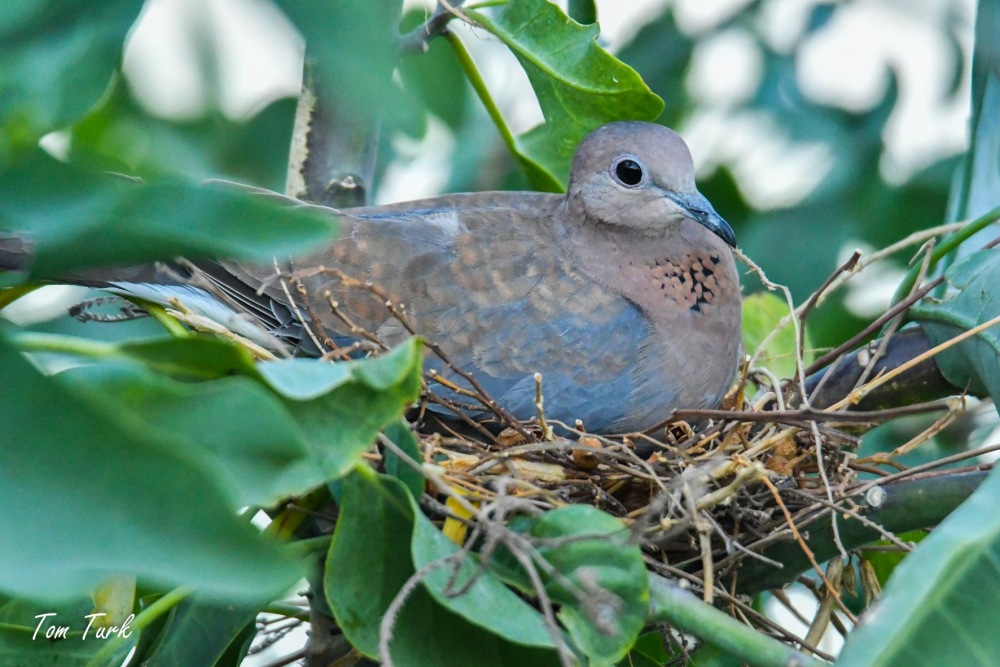 ptiči/birds