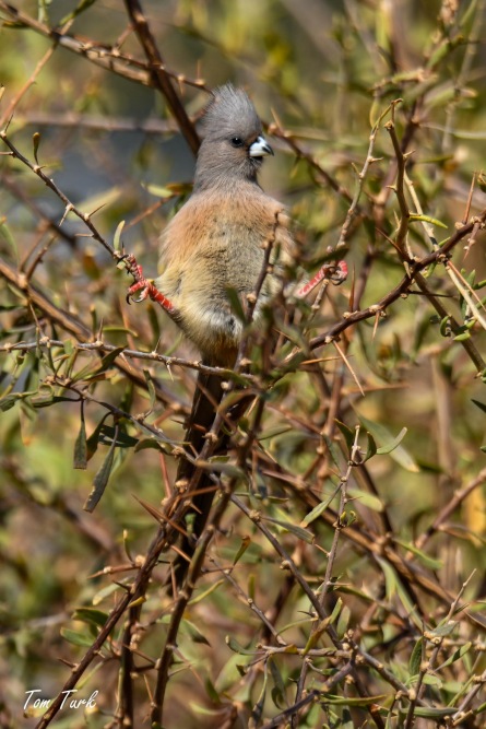 ptiči/birds