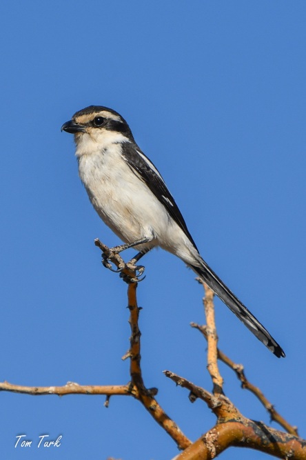 ptiči/birds