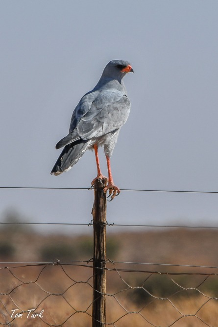 ptiči/birds