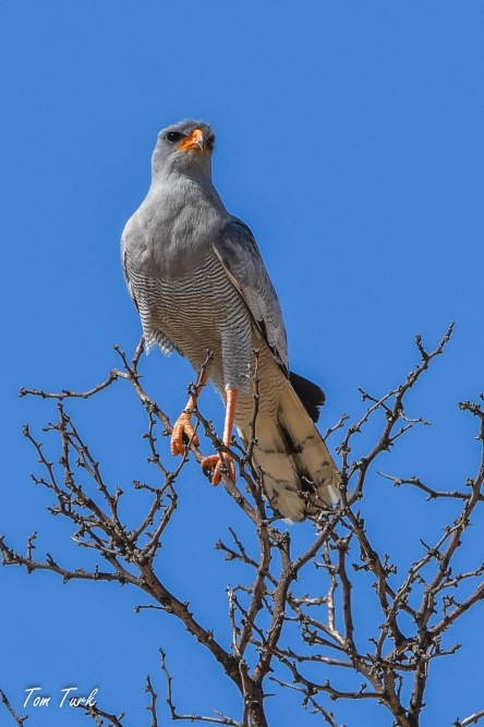 ptiči/birds