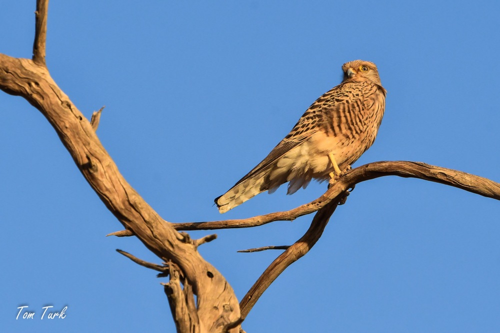ptiči/birds