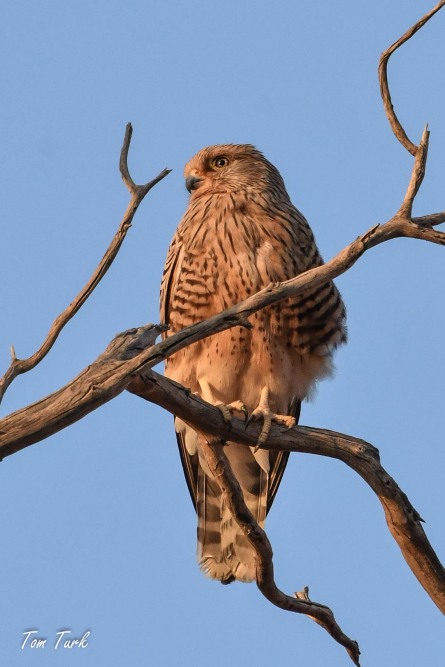 ptiči/birds