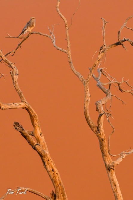 ptiči/birds