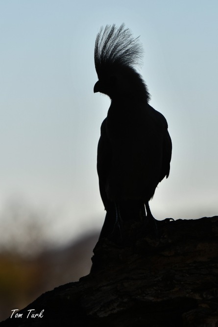 ptiči/birds