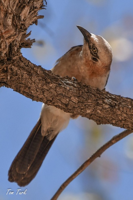 ptiči/birds
