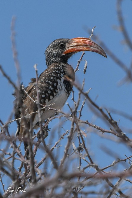 ptiči/birds