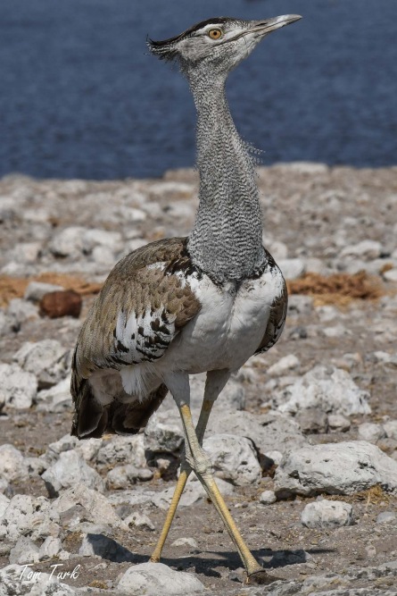 ptiči/birds