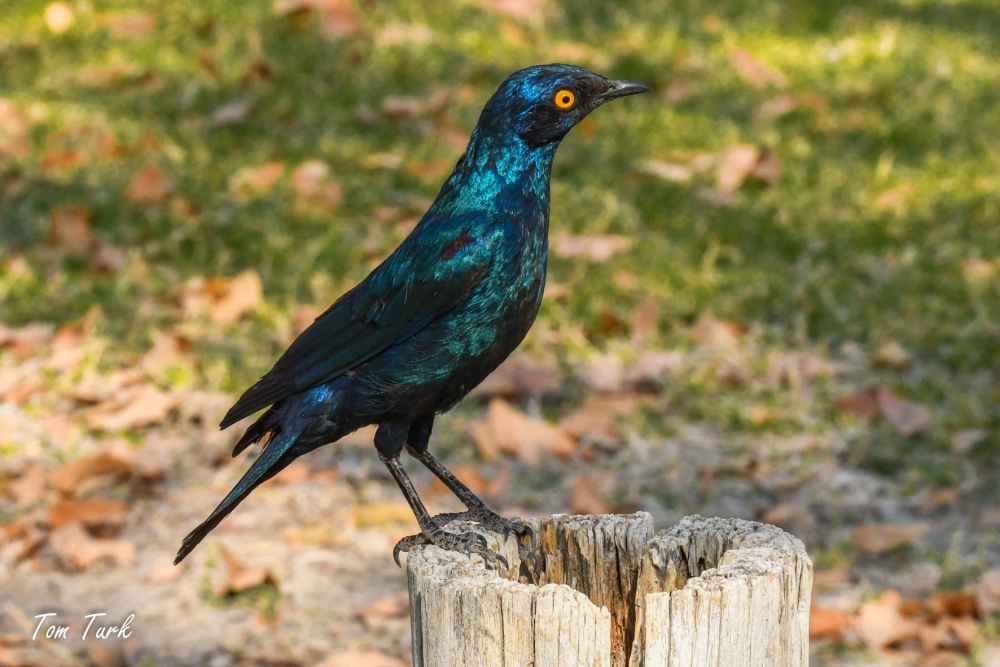 ptiči/birds