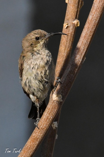 ptiči/birds
