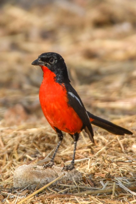 ptiči/birds