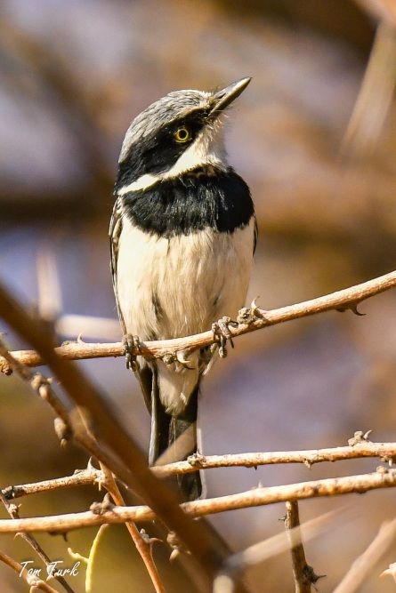 ptiči/birds