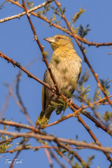ptiči/birds
