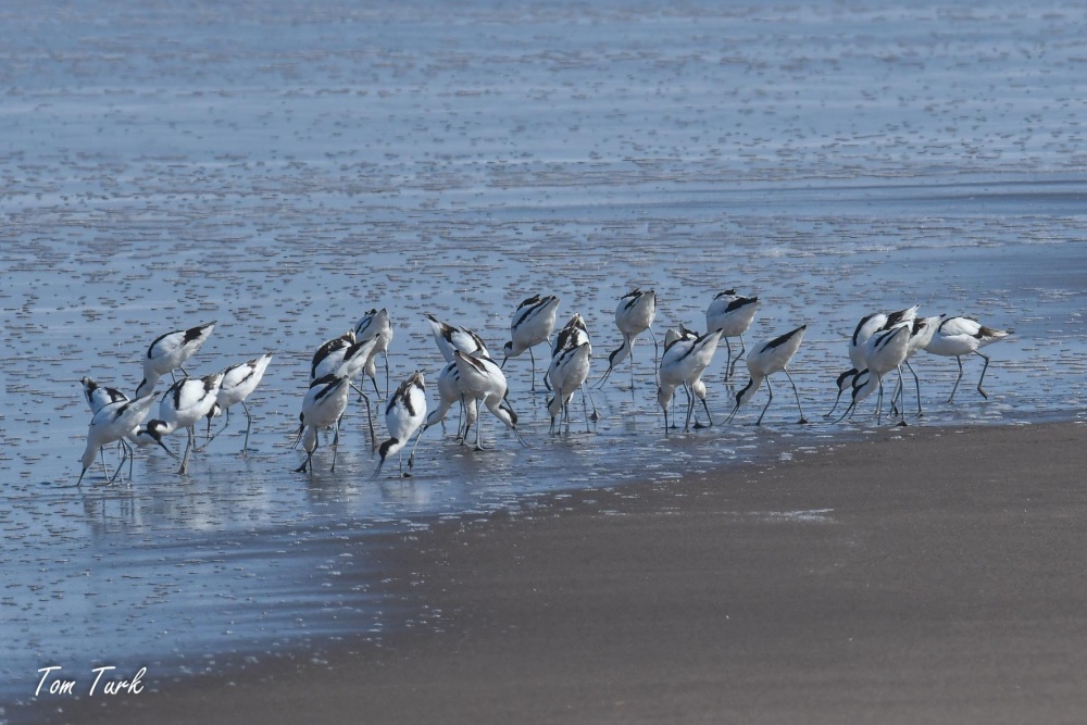 ptiči/birds
