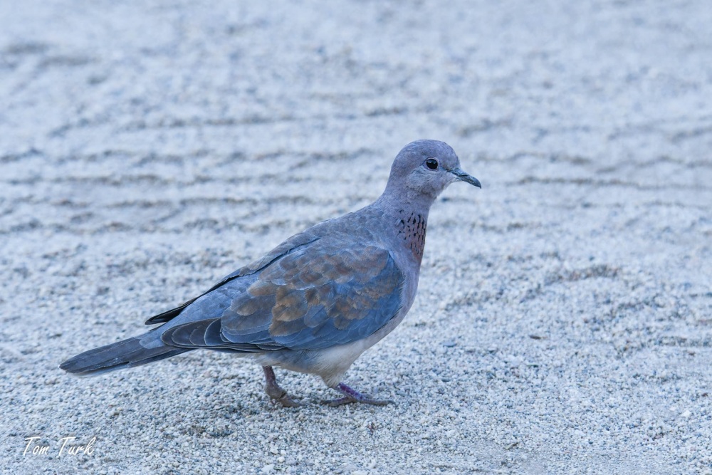 ptiči/birds
