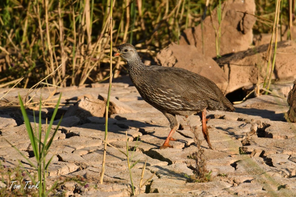 ptiči/birds