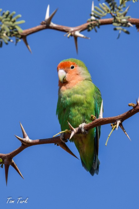 ptiči/birds