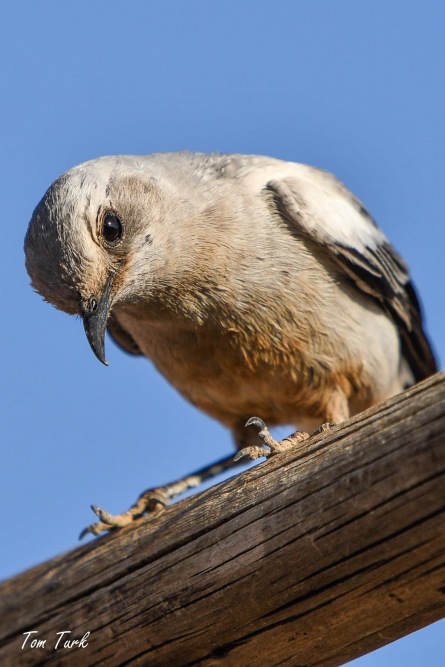 ptiči/birds