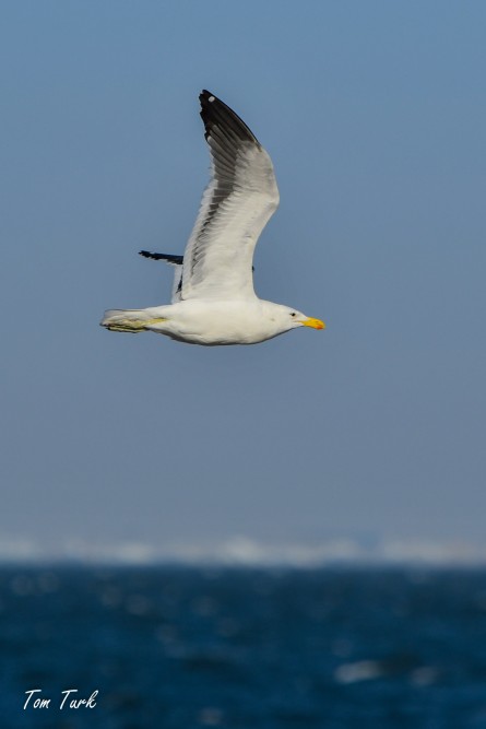 ptiči/birds