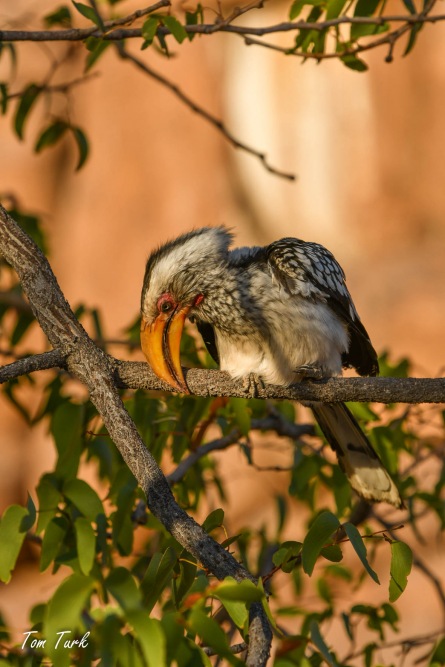 ptiči/birds