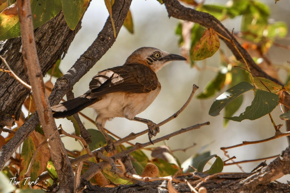 ptiči/birds