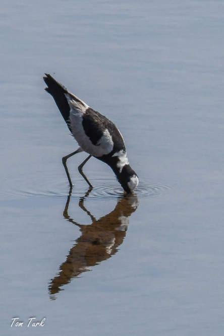 ptiči/birds