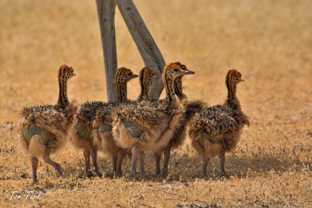 ptiči/birds