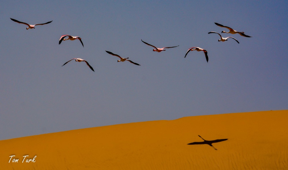ptiči/birds