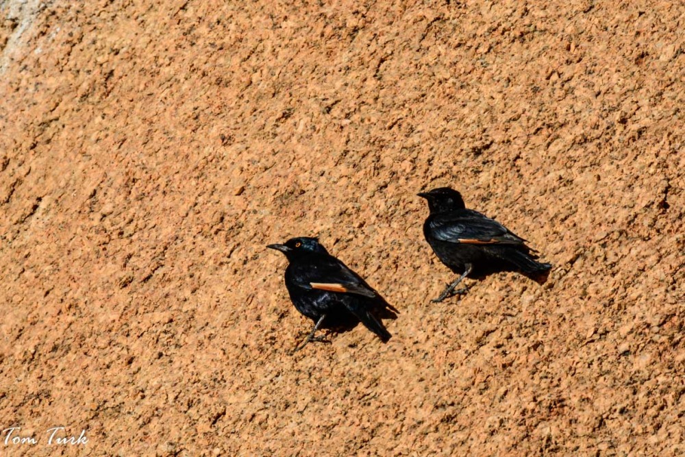 ptiči/birds