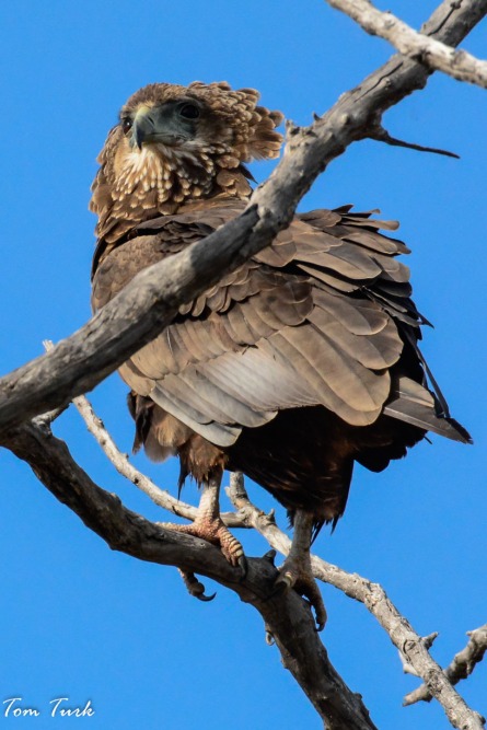ptiči/birds