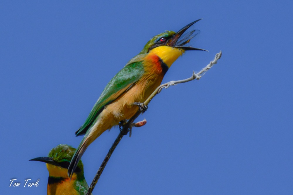 ptiči/birds