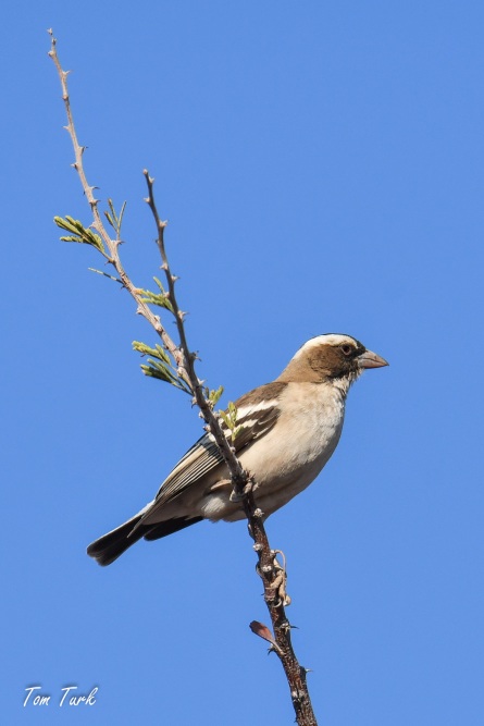 ptiči/birds