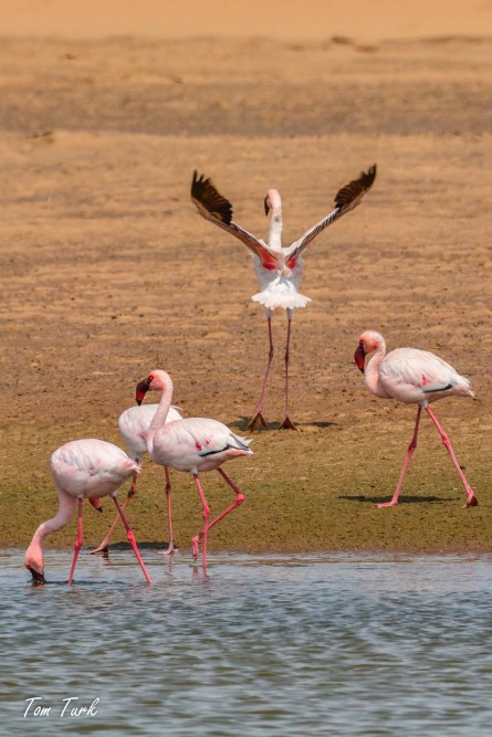 ptiči/birds