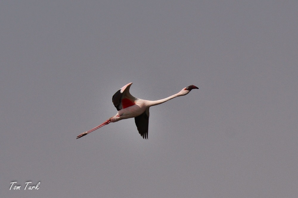 ptiči/birds