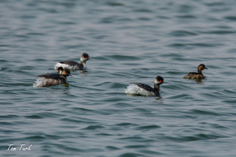 ptiči/birds