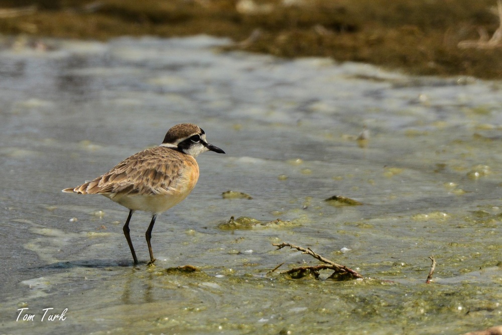 ptiči/birds