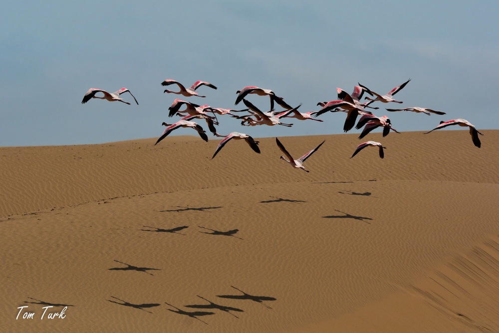 ptiči/birds