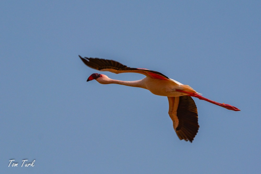 ptiči/birds