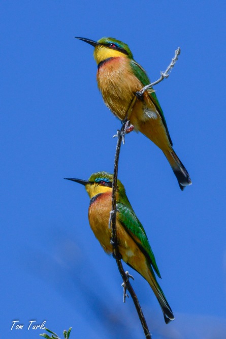 ptiči/birds