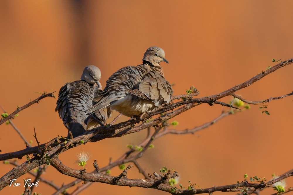 ptiči/birds