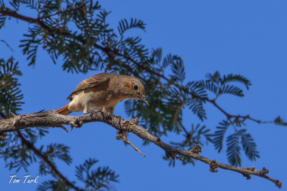 ptiči/birds