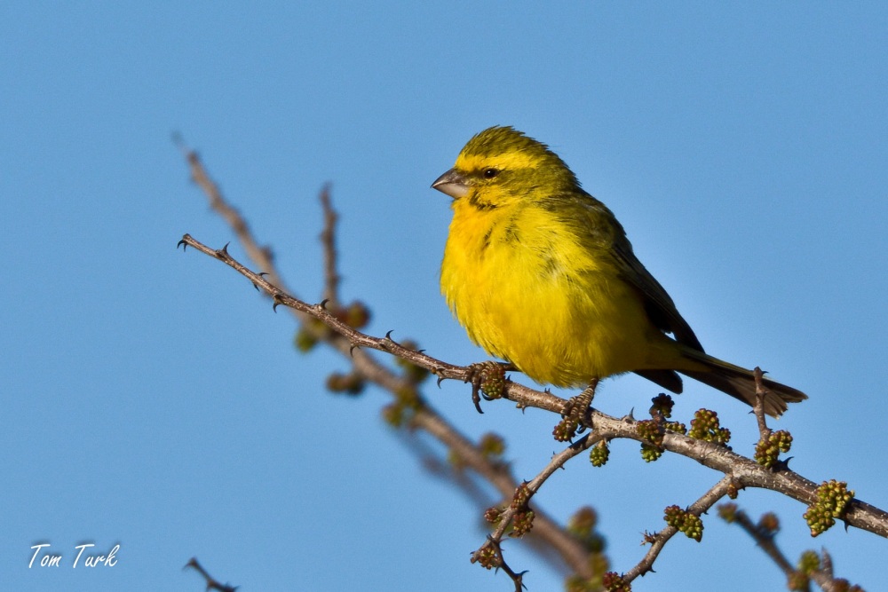 ptiči/birds