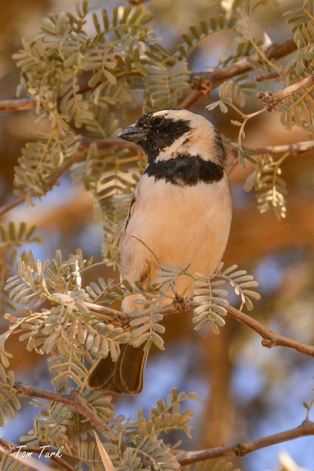 ptiči/birds