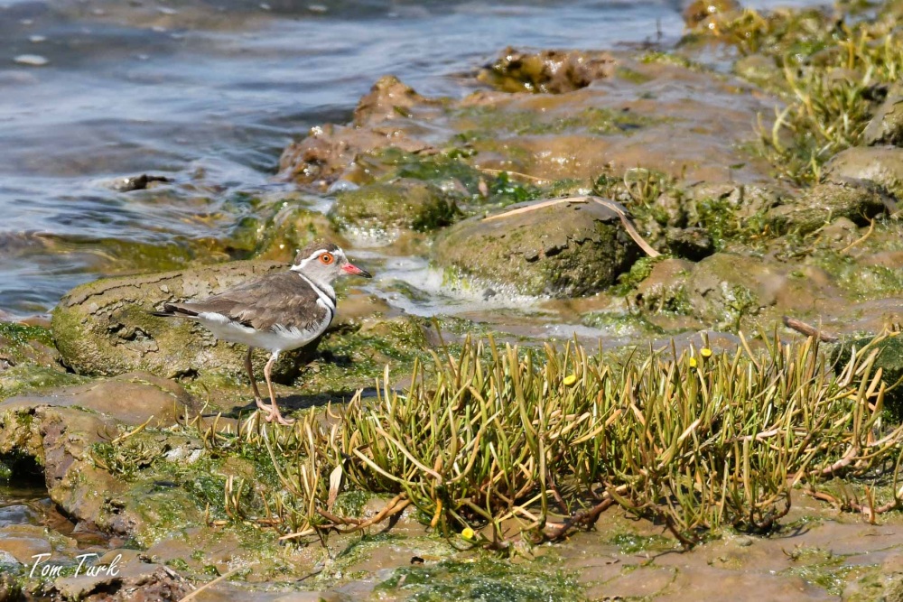 ptiči/birds