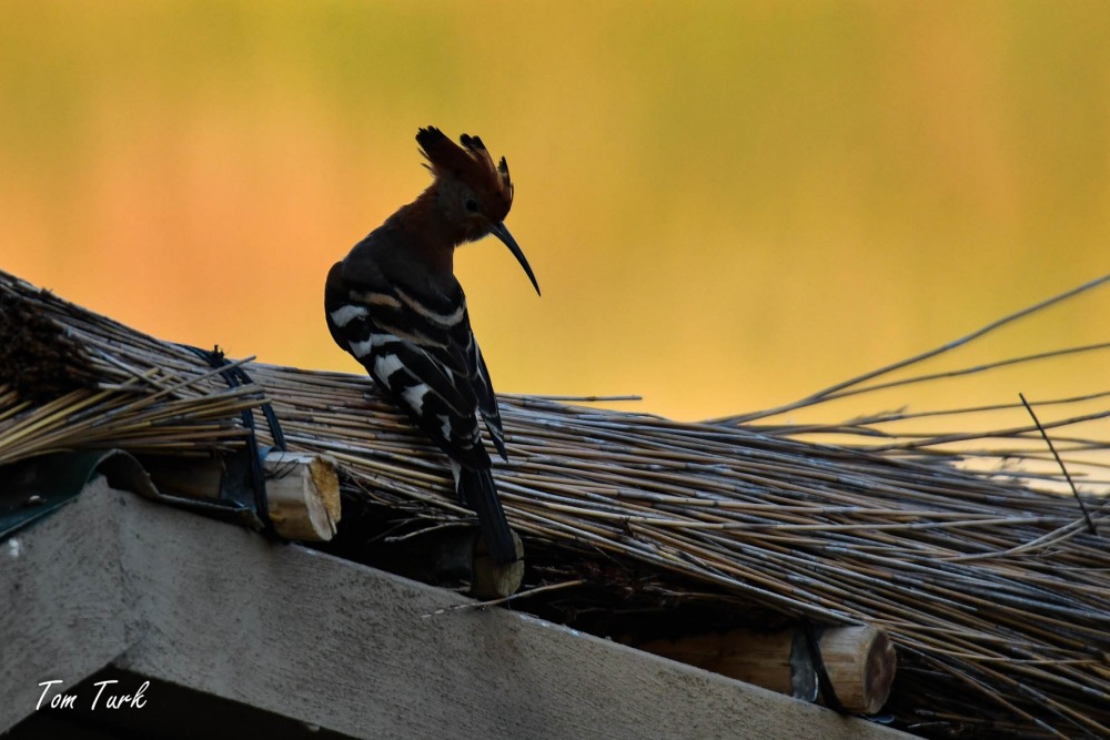 ptiči/birds
