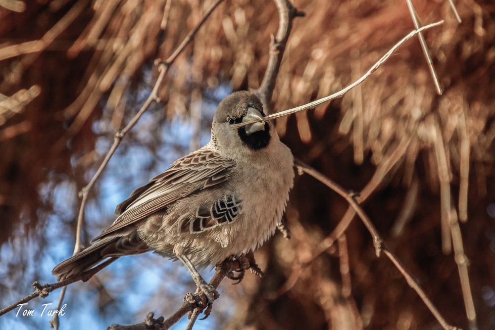 ptiči/birds