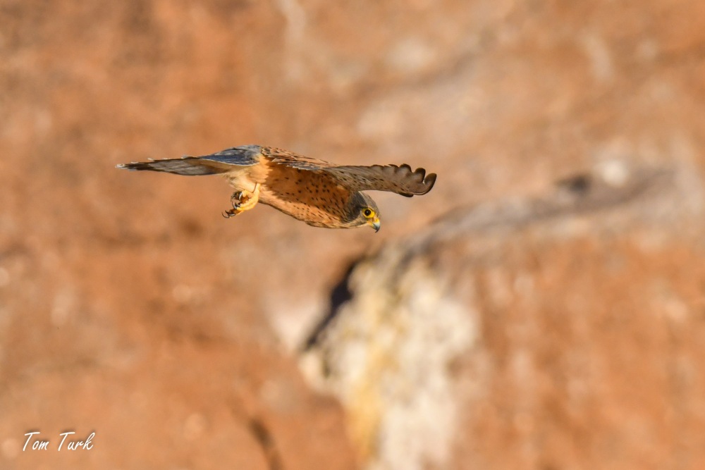 ptiči/birds